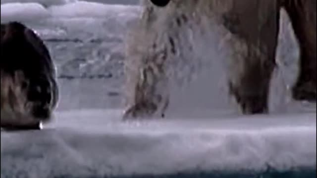 This seal was taking it easy when a polar bear came along and scared him