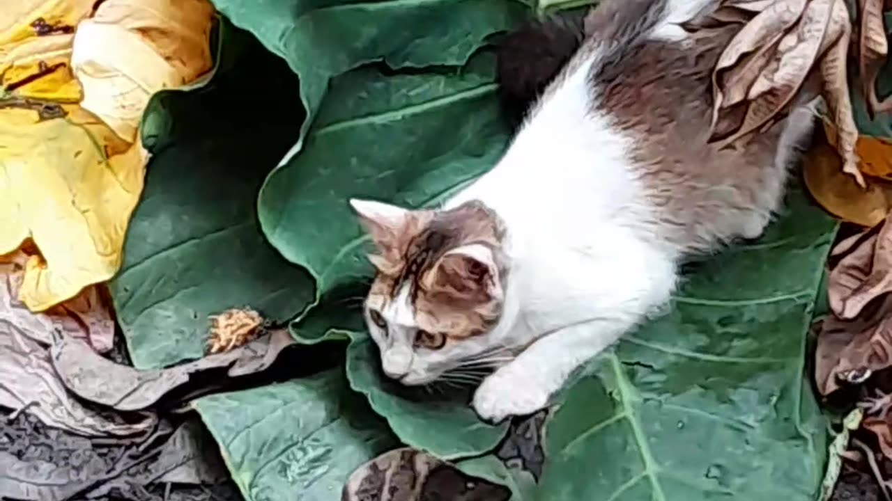 Lovely Cats playing