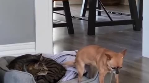 Animals funny