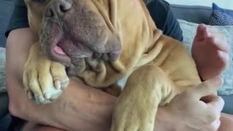 Massive 160lb pit bull loves to cuddle