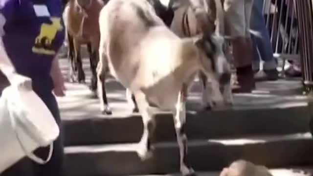 Goats were released in NYC's Riverside Park to feast on weeds