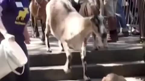 Goats were released in NYC's Riverside Park to feast on weeds