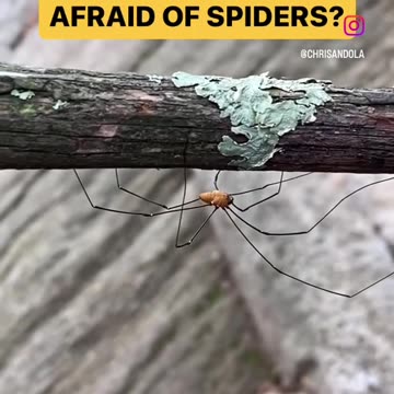 ARE YOU AFRAID OF SPIDERS?