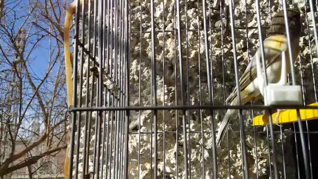 Domestic canary in a cage 4th