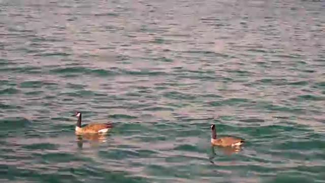 Geese Swimming In Monroe Harbor In Chicago