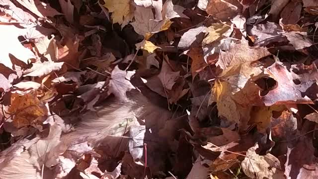 Golden Retriever's first time jumping into pile of leaves