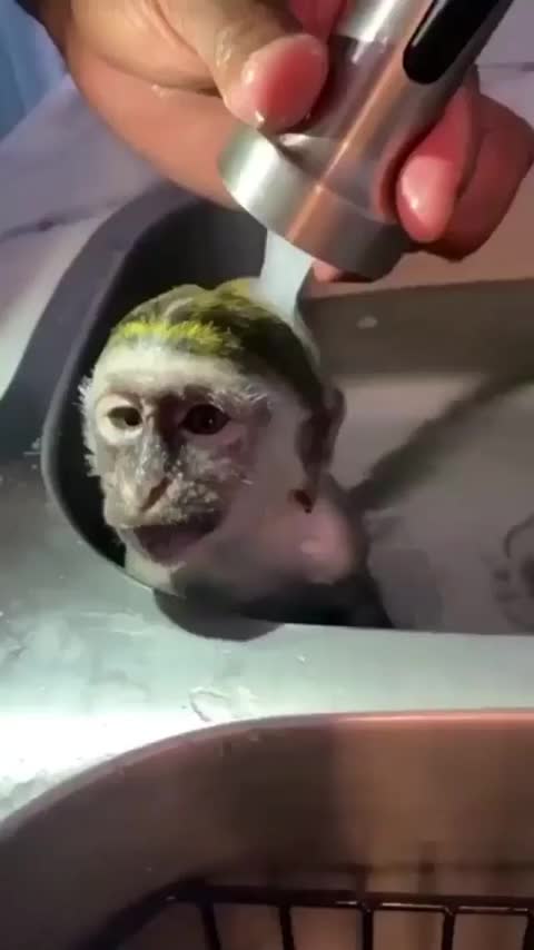 Bath Time in the kitchen | Cute Wild Animals