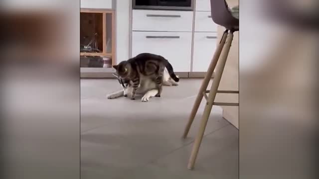 Funny cat