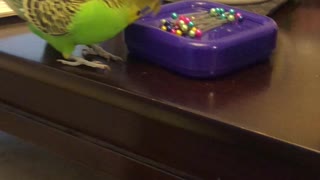 Parakeet Mischief
