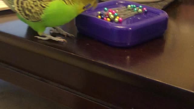 Parakeet Mischief