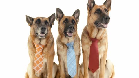 Group of purebreed alsatian dogs on white background