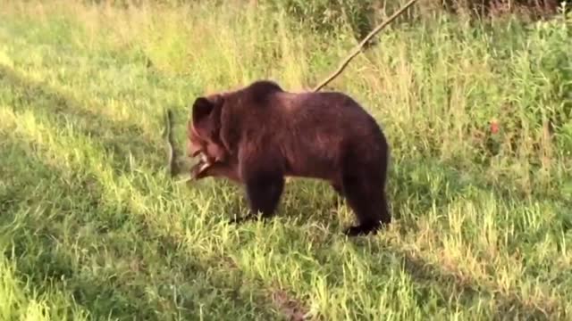Little bear playing