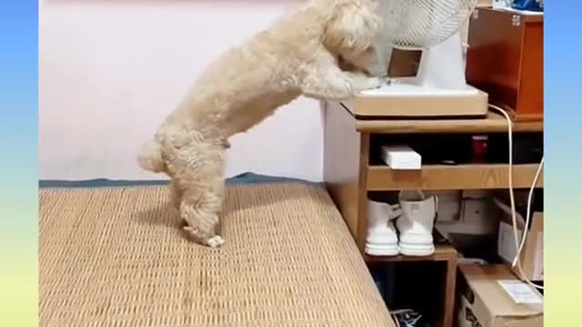 31 Cute and Funny Dog Videos Compilation,🐕🐕