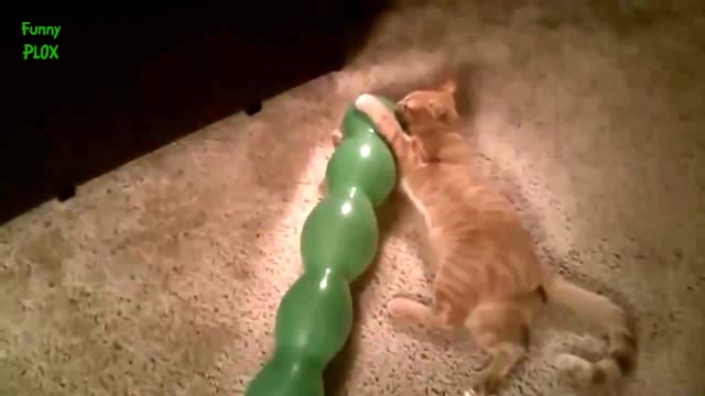 Funny Cats Playing Balloons Compilation