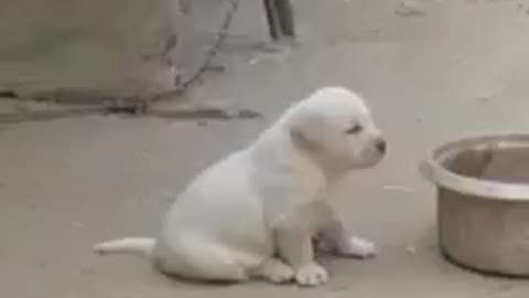 Puppy barks like a chicken