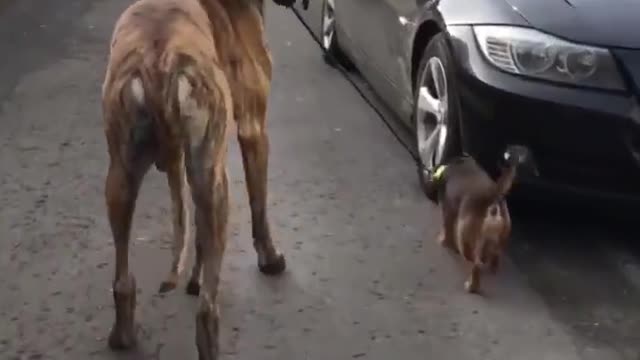 Great Dane & Little Dog