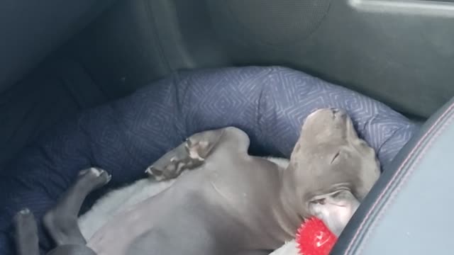 Bully puppy riding in the car sleep