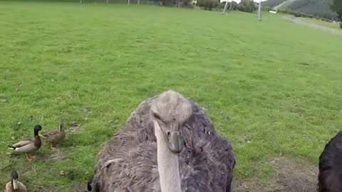 New Zealand Farm Animals