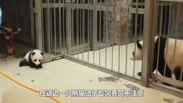 Panda fun