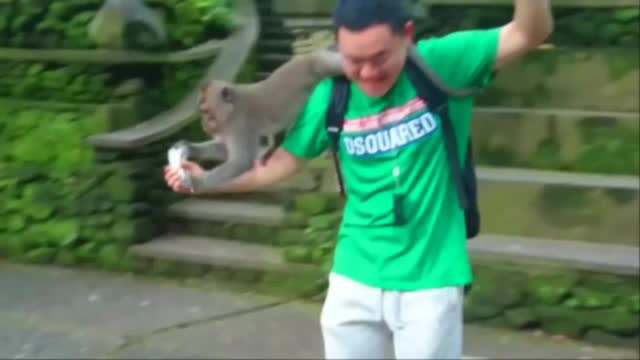 Funny monkeys thief!!!