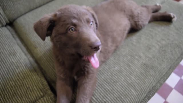 Puppy yawn ( cute little dog yawning )(Cute puppy yawning)