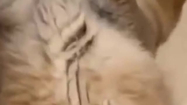 OMG So Cute Cats & Dogs ♥ Best Funny Cat & Dog Videos 2021 | Hadi444