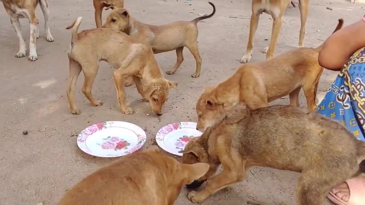 Fake Tiger Prank Dog No Run So Very Funny Pranks 2022
