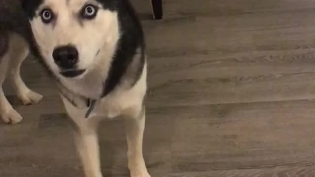 Husky upset