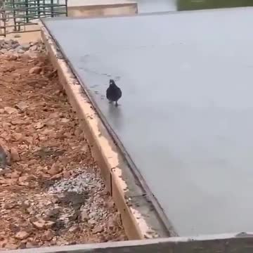 The dove of peace is a personality that has left its mark