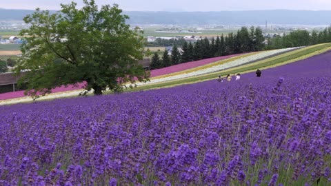 Japan 8k HDR [ beauty of nature,mind relaxing videos, country with discipline]