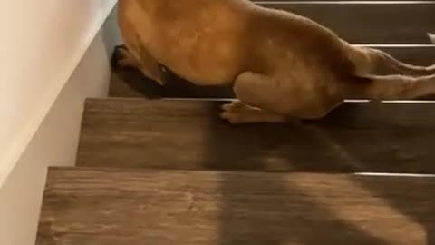 Funny dog scared to go down the stairs