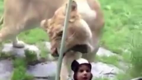 Toddler didn't know that the Tiger is only wants him