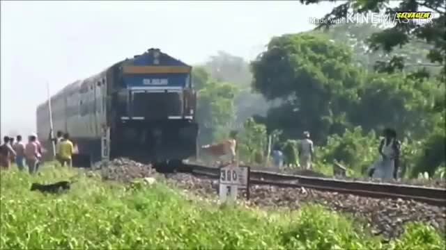 Animals VS train