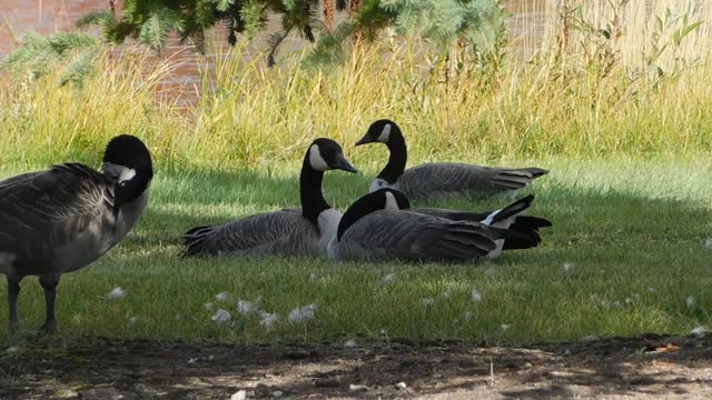 Beautiful Ducks Relaxing and chilling with friends