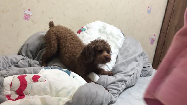 Drying your dog's fur after bathing