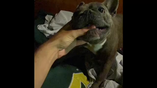 Frenchie-saurus v the Human Hand!