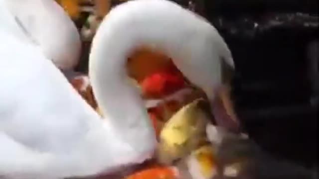 🦆🦆🦆Unbelievable friend ship between Duck & Fish 🐠🐠🐠