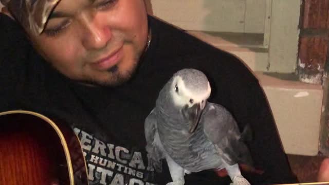 Musical Freestyle with a Parrot