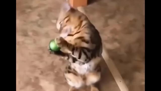 Cat catches ball, doesn't know what to do next