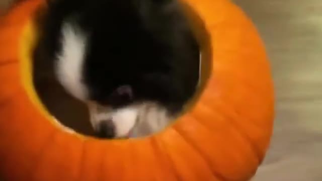 funny dog and cat