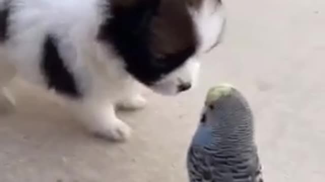 Fantastic funny Bird