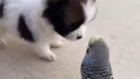 Fantastic funny Bird