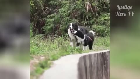 OMG Super Cute ♡ Best Funny Cats and