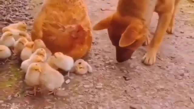 Dog and Hen's love story