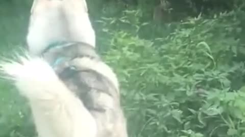 Funny dog find squirrel video