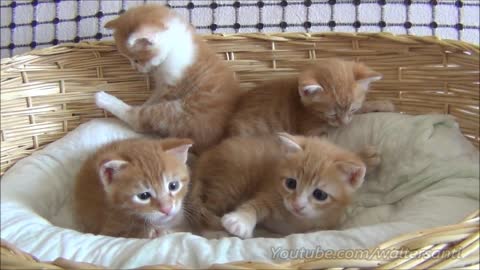 cats knowledge