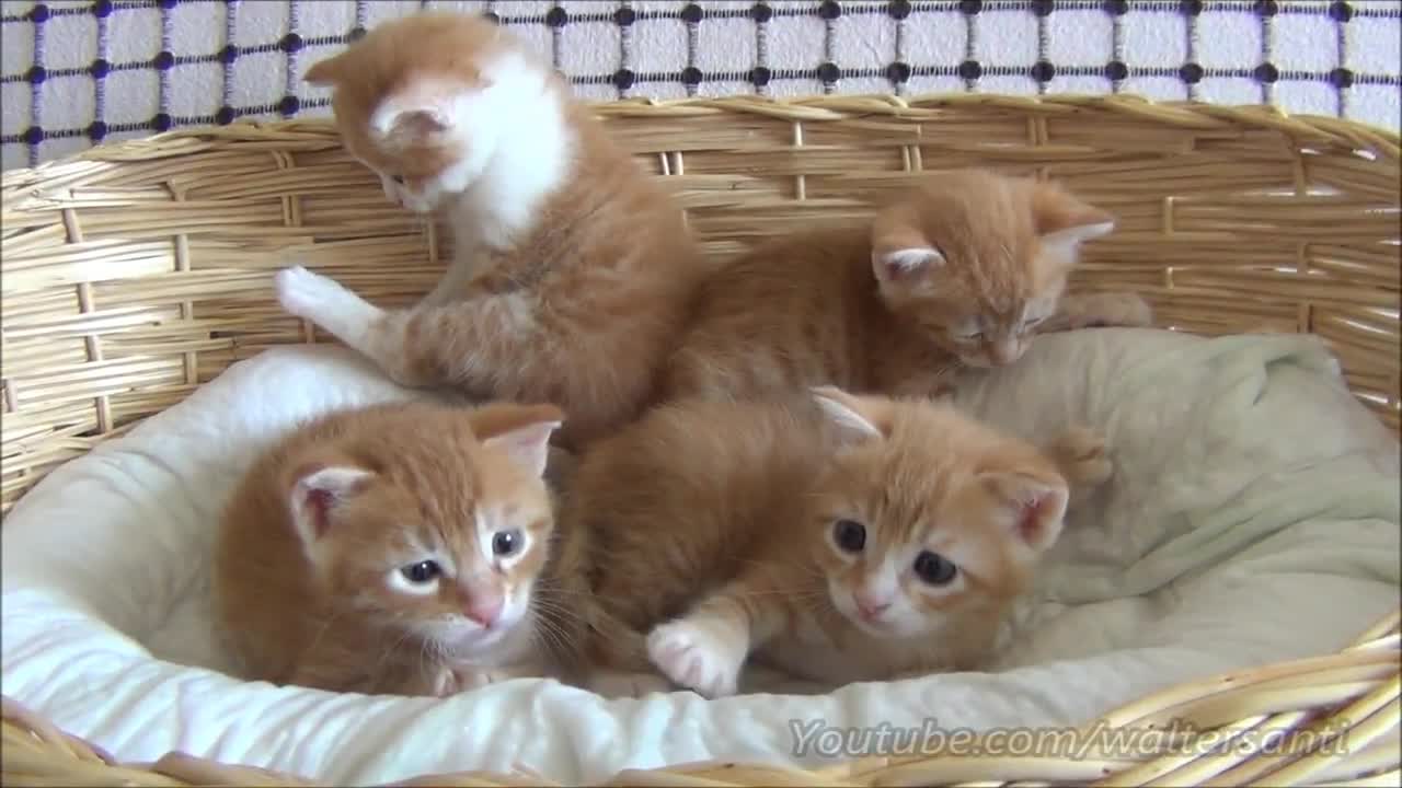 cats knowledge