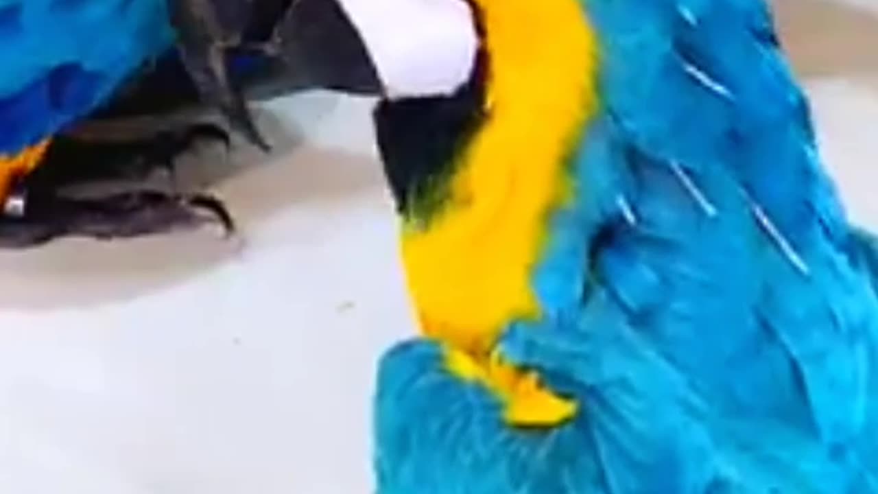 Funny cockatiel macaw parrot bird, love story