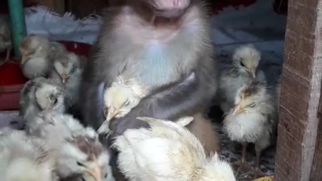Monkey loves chicken