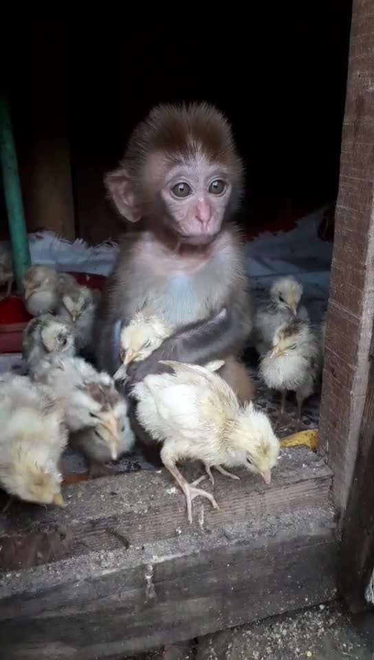 Monkey loves chicken